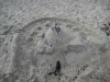 Sandburg am Strand von Ahrenshoop